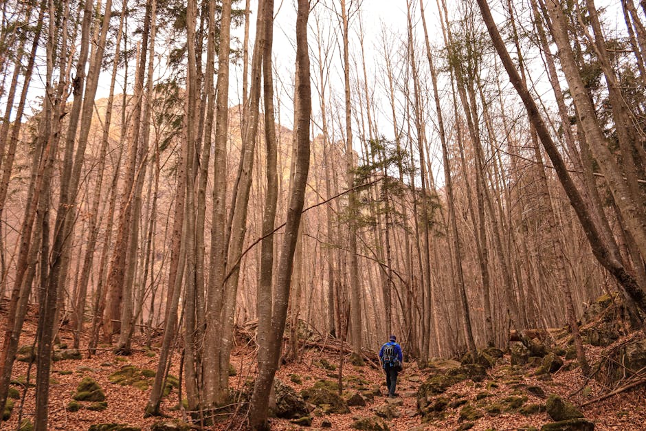 A solitary hiker with a backpack walks through a dense, leafless forest in early spring